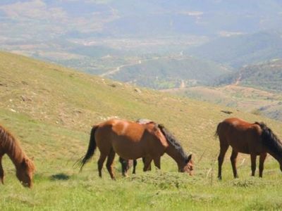 Denizli'deki Yılkı Atları Güzel Görüntülere Yer Verdi