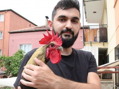 Denizli'nin Öterken Bayılan Horozu İngiltere'den Davet Aldı