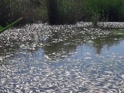 Diyarbakır’da Bulunan Dicle Nehri'nde Binlerce Balık Telef Oldu