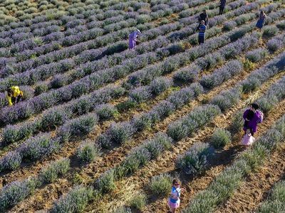 'Diyarbakır'da Olmaz Dediler' Lavanta Bahçeleri Çiftçilere Adeta Alternatif Ürün Oldu