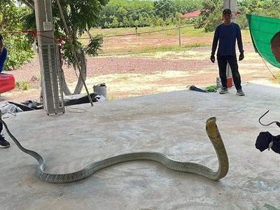 Dünyanın en zehirli yılanı Tayland'da ortaya çıktı: Kral Kobra'yı görenler gözlerine inanamadı