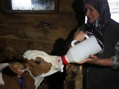 Düzce'de Yaylalara Yerleşenler İzole Hayatın Keyfini Çıkarıyor
