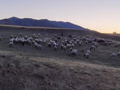 Elazığ'da 190 Küçükbaş Drone Sayesinde Bulundu