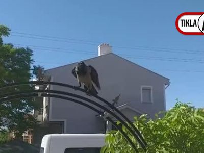 Erzincan'da Kargaların Güvenlik Görevlisine Saldırdığı Anlar Kamerada