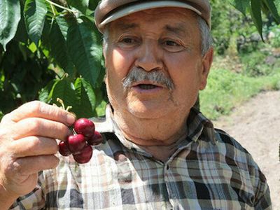 Fiyatı El Yakıyor! Dalda 2, Pazarda 15 Lira