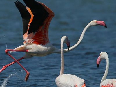 Flamingo Cenneti Kuruyor