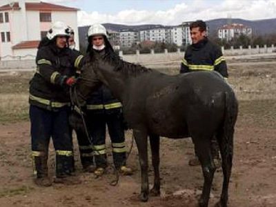 Foseptik Çukuruna Düşen Atı İtfaiye Ekipleri Kurtardı