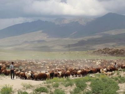 Iğdır'da Besiciler Yaylalara Çıkmaya Başladı