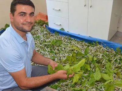 İzmir'de Merakla Başladı, 40 Bin İpek Böceğine Ulaştı! Aylık 7 Bin TL Kazanıyor