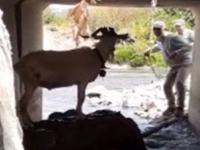 Kaçan Kurbanlık Keçiyi Kementle Yakalamaya Çalıştı