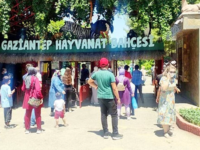 Kafesten Kaçan Aslan İnsanlara Saldırdı