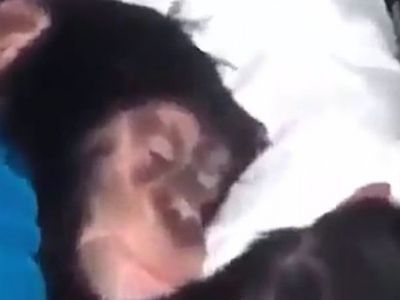 Uykudan Uyandırılan Maymunun İlk Tepkisi!