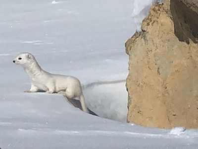 Kars'ta Nadir Görülen Beyaz Gelincik Görüntülendi