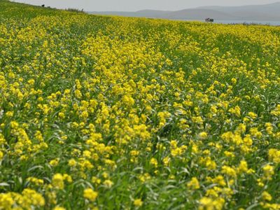Kars'ta Tarlalarda Açan 'Sarı Çiçekler' Görsel Şölen Sundu