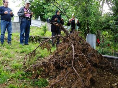 Kastamonu’da Ceset Yiyen Ayı Köylülerin Kabusu Oldu!