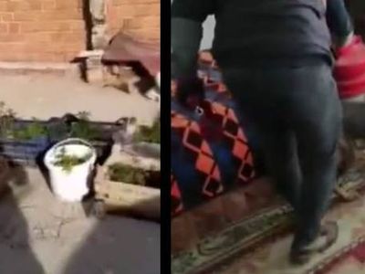 Çatıda Kenevir Yetiştirdi, Jandarma Bastı!
