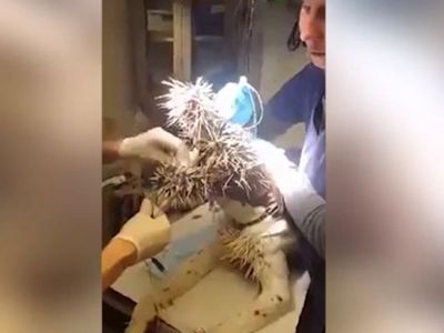 Kirpi Köpeği Bu Hale Getirdi