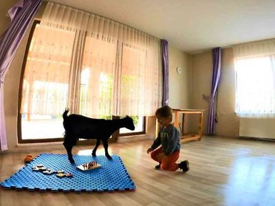 Kocaeli'de Sınıfta Keçi Var