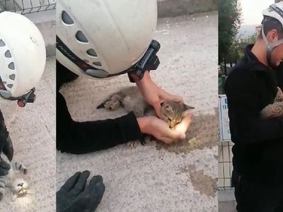Kocaeli'de Yavru Kediyi Kalp Masajıyla Hayata Döndürdü!
