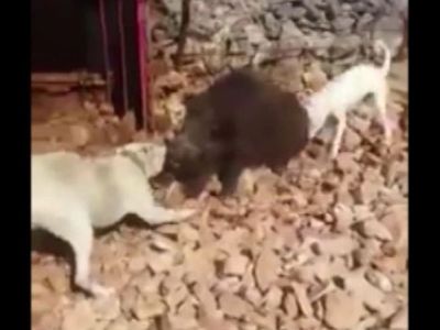Köpekleri Domuzdan Ayıramayan Avcılar