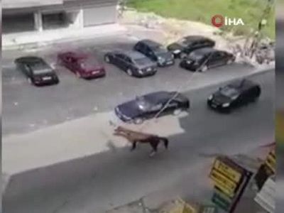 Lübnan'da Yolda Koşan At Otomobile Çarptı