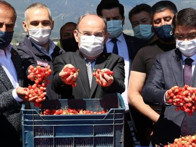 Manisa'da Sezonun İlk Kirazı 500 TL'den Satıldı