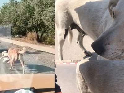 Mersin’de Anne Köpek ve Yavrusunu Elektrikli Bisikletin Arkasına Bağlayarak Eziyet Etti
