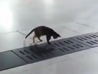 Böyle Bir Av Görülmedi!