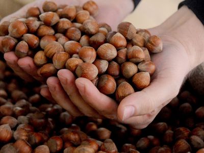 Ordu’da Sezonun İlk Fındığı Tezgahlarda Yerini Aldı