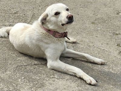 Ordu’da Vefalı Köpek Hastane Önünde Sahibini Bekledi