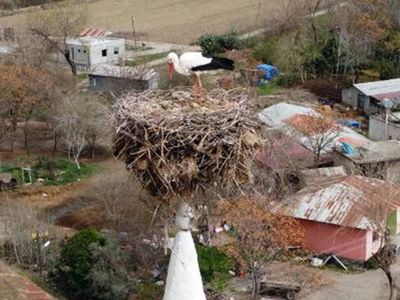 Osmaniye'de 35 Senedir Cami Minaresine Yuva Kuran Leylekler
