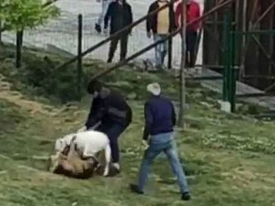 İstanbul'da Pitbull Başka Köpeklere Dehşeti Yaşattı