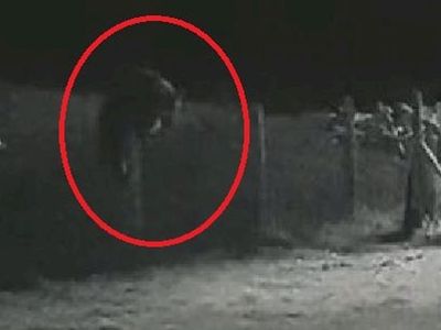 Rize’de evin bahçesine ayı girdi: O anlar güvenlik kamerasına yansıdı