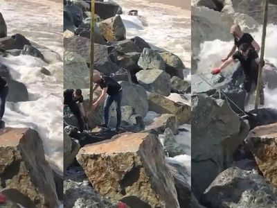 Rize'de kurbanlık pazarından kaçan boğa denize düştü! Vatandaşlar ve ekipler seferber oldu!