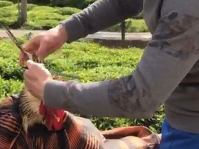 Rizeli Kuaför, Köy Evinde Horozunu Tıraş Eti