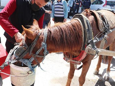 Sahibinden Kaçan At Trafiği Birbirine Kattı
