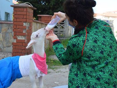 Sakarya'daki Kuzusunu Evladı Gibi Gören Kadın Kuzuyla Beraber Yatıyor