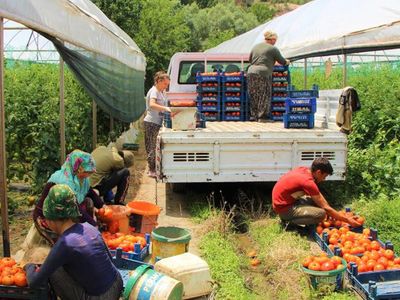 Sebzede Öncü Amasya’da Domates Hasadı Başladı!