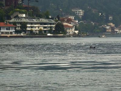 Sevimli Yunus Sürüsü İstanbul Boğazı'nda Dans Etti