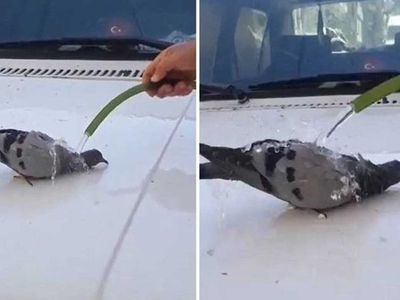 Sıcak havadan bunalan güvercini hortumla serinletti!