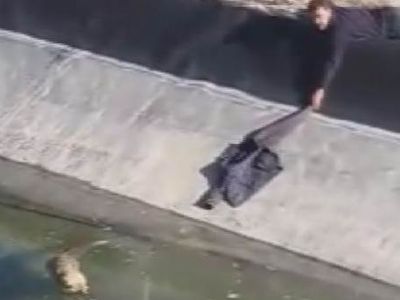 Sivas'ta Boğulmak Üzere Olan Tilkiye Kalp Masajı!