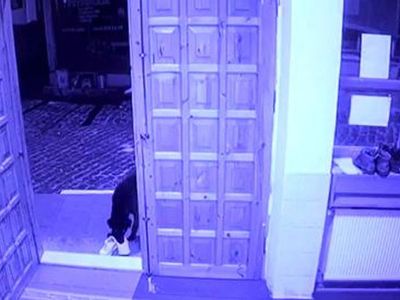 Sivas’ta Cemaatin Ayakkabısını Çalan Sevimli Hırsız Kameralara Yakalandı