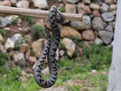 Sivas'ta Nesli Tükenen Boynuzlu Engerek Görüntülendi