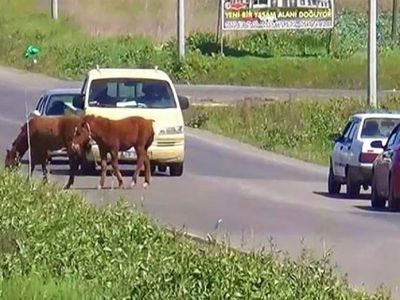 Tekirdağ'da Yola Çıkan Atlar Trafiğe Engel Oldu