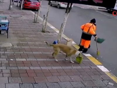 Temizlik Görevlisinin Süpürgesini Çalan Hırsız Köpek Yakalandı