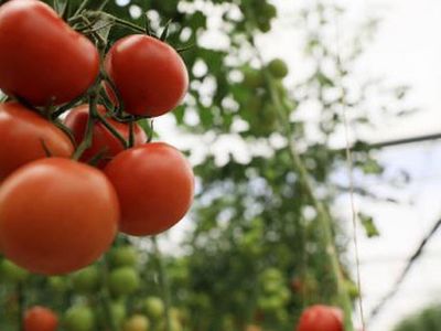 Tohumu Bile Zarar Veriyor! 'İsrail Virüsü' Domatesin Koronası Oldu