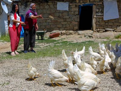 Tunceli'de Hayırseverler Köylere Canlı Tavuk Dağıttı