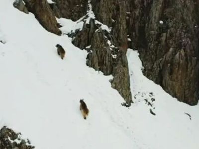 Tunceli'de Kış Uykusundan Uyanan Ayılara Drone ile Takip