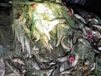 Van’da Kaçak İnci Kefali Avlayan 8 Kişi Yakalandı