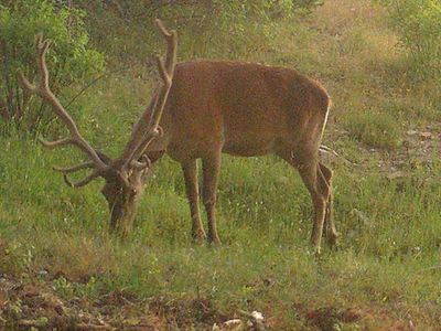 Yaban Hayatı Fotokapanla Afyonkarahisar'da Görüntülendi